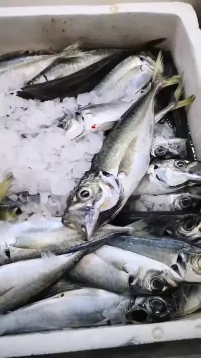 FishART IS магазин за риба
