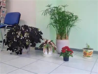 Аптека Viva Pharm