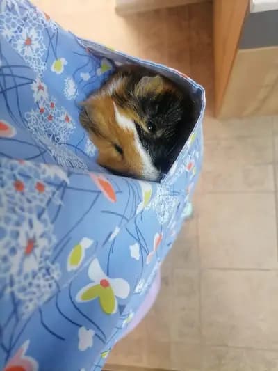 Ветеринарен кабинет Vets Meet Pets