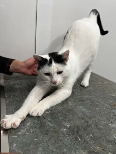 Ветеринарна клиника Pet Friends