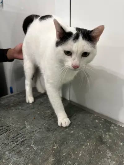 Ветеринарна клиника Pet Friends