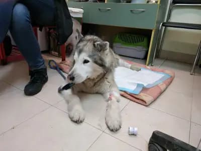 Бест Вет