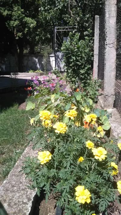 Кметство Драгичево