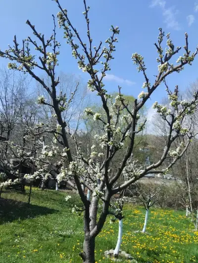 Кметство Рударци