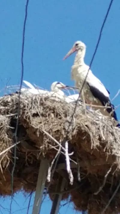КМЕТСТВО ПАЛАУЗОВО