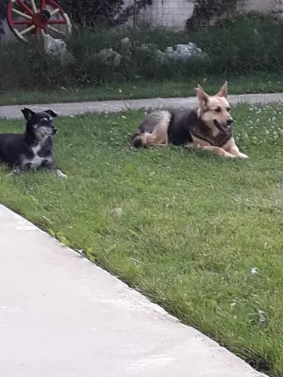 Кметство Долна Малина